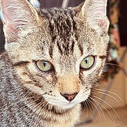 Bernie a rejoint le concours — aidez-le/la à gagner de superbes lots ! cat, kitten, tabby, close_up, pet, feline, animal, indoor, curious, green_eyes, fur, whiskers, blurred_background, black_cat, domestic_cat, looking_down, young_cat, soft_light, portrait, cute