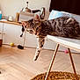 cat, kitten, tabby, table, paw, curious, indoor, living_room, wooden_floor, rug, television, toy, furniture, relaxed, dangled_paw, golden_leg, modern, cozy, pet, domestic_animal