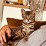 Bernie participe au concours pour gagner de l'argent avec cette photo : cat, tabby_cat, pet, indoor, person, hand, couch, relaxed, feline, striped, brown, gray, cozy, kitchen, appliance, bottle, container, furniture, casual_clothing, resting