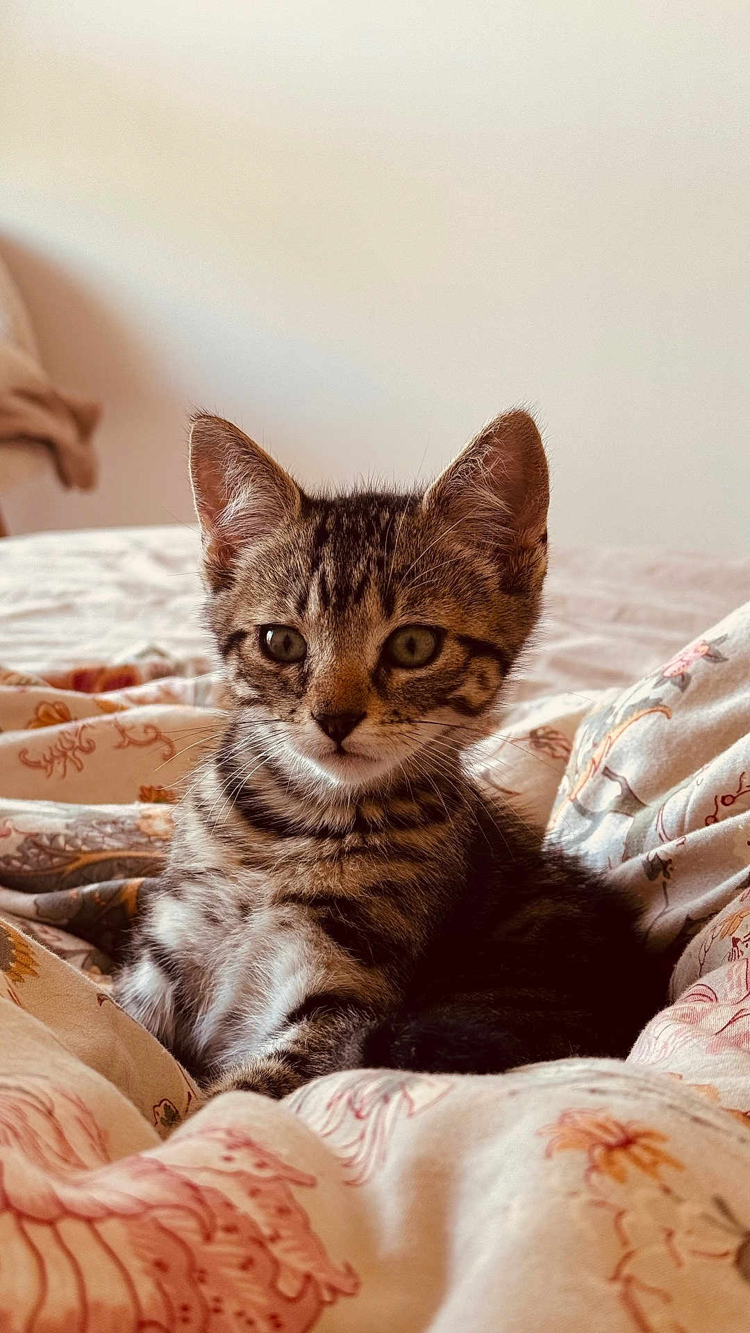 Bernie participe au concours pour gagner de l'argent avec cette photo : kitten, cat, tabby, pet, animal, feline, cute, young, indoor, bed, blanket, patterned, cozy, fur, whiskers, ears, eyes, resting, soft_light, curious