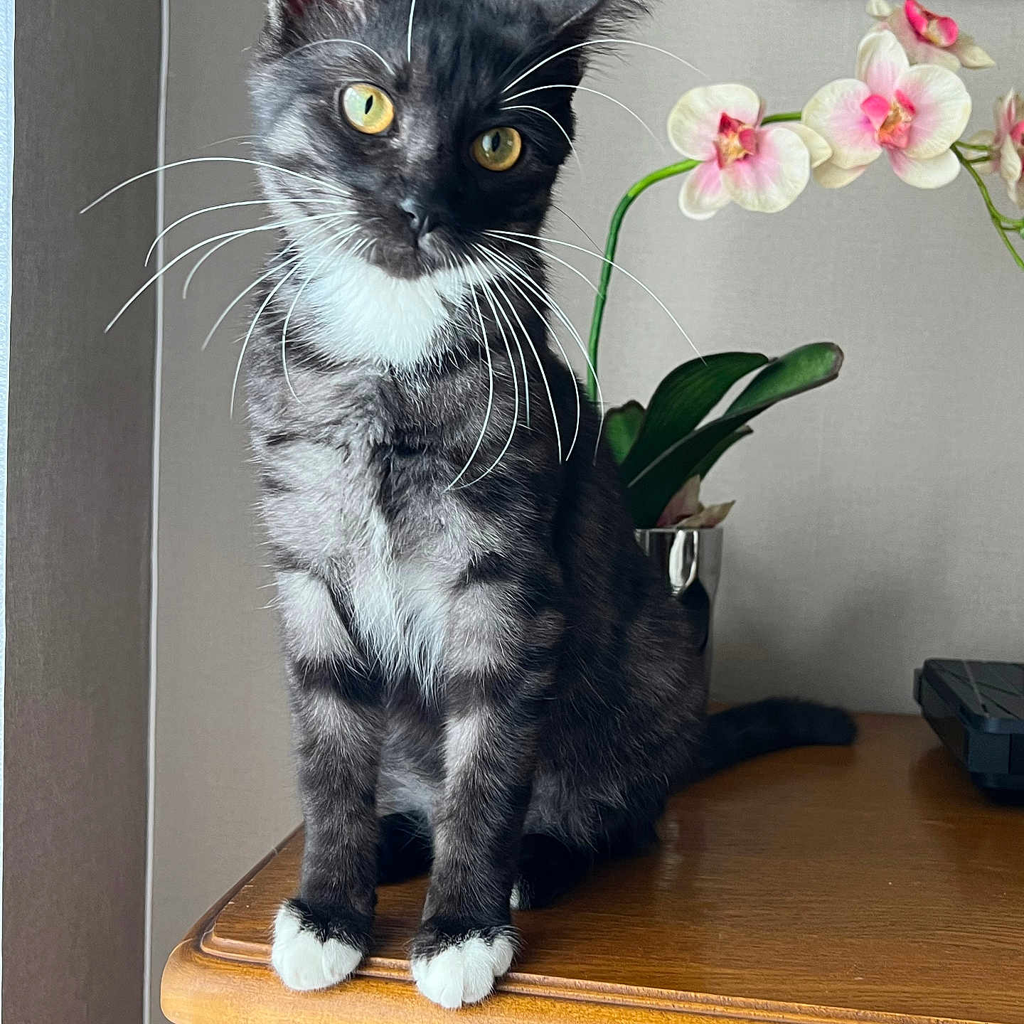 Danté participe au concours pour gagner de l'argent avec cette photo : animal, cat, desk, flower, flowerarrangement, flowerbouquet, furniture, geranium, hardwood, ikebana, indoors, interiordesign, kitten, manx, pet, petal, plant, pottedplant, table, wood