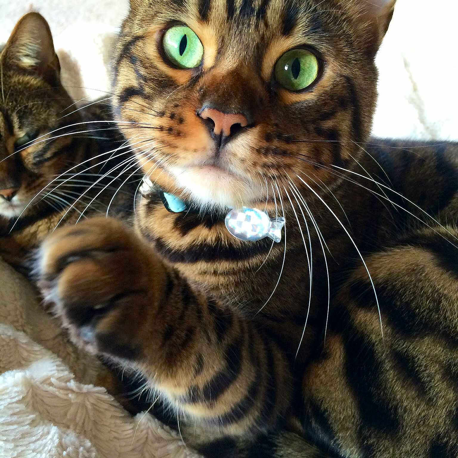 Zeus is registered to the contest to win money with this photo: