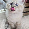 kitten, cat, fluffy, white_fur, blue_eyes, tongue_out, sitting, portrait, cute, adorable, pet, animal, whiskers, pointed_ears, long_fur, flowers, indoor, carpet, playful, closeup