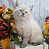 kitten, cat, blue_eyes, fluffy, fur, pet, animal, sitting, portrait, close_up, flowers, autumn, floral_arrangement, orange, white, indoor, wooden_background, decor, cute, photography