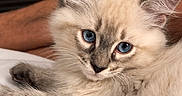 Horchata joined the competition — help win amazing prizes! kitten, cat, blue_eyes, fluffy, fur, cream_coat, pointed_ears, whiskers, face, portrait, lying_down, relaxed, bed, blanket, indoors, bedroom, furniture, dresser, close_up, pet