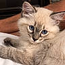 kitten, cat, blue_eyes, fluffy, fur, cream_coat, pointed_ears, whiskers, face, portrait, lying_down, relaxed, bed, blanket, indoors, bedroom, furniture, dresser, close_up, pet
