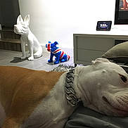 Dozer is registered to the contest to win money with this photo: dog, resting, collar, chain, brown, white, indoor, statue, decor, floor, furniture, cushion, television, clock, relaxed, pet, animal, home, living_room, quiet