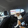 Dozer is registered to the contest to win money with this photo: dog, service_dog, car_interior, backseat, leather_seat, window, calm, brown_and_white, pet, animal, resting, harness, daylight, vehicle, side_view, domestic_animal, travel, companion, sitting, quiet