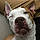 Dozer