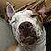 Dozer