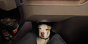 Dozer is registered to the contest to win money with this photo: dog, legs, airplane_seat, inflight_entertainment, screen, travel, cabin, pet, companion, cozy, resting, indoor, technology, leisure, black_pants, canine, comfort, closeup, seat, relaxation