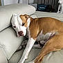 Dozer joined the competition — help win amazing prizes! dog, brown_and_white, lounge, couch, indoor, pet, relaxed, fur, canine, white, statue, figure, tools, background, home, furniture, resting, animal, companion, living_room