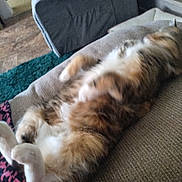 Chloe is registered to the contest to win money with this photo: belly, blurred, cat, close_up, couch, cozy, domestic_animal, fluffy, fur, home, indoor, living_room, paws, pet, reclining, relaxed, sleeping, sofa, tabby, white