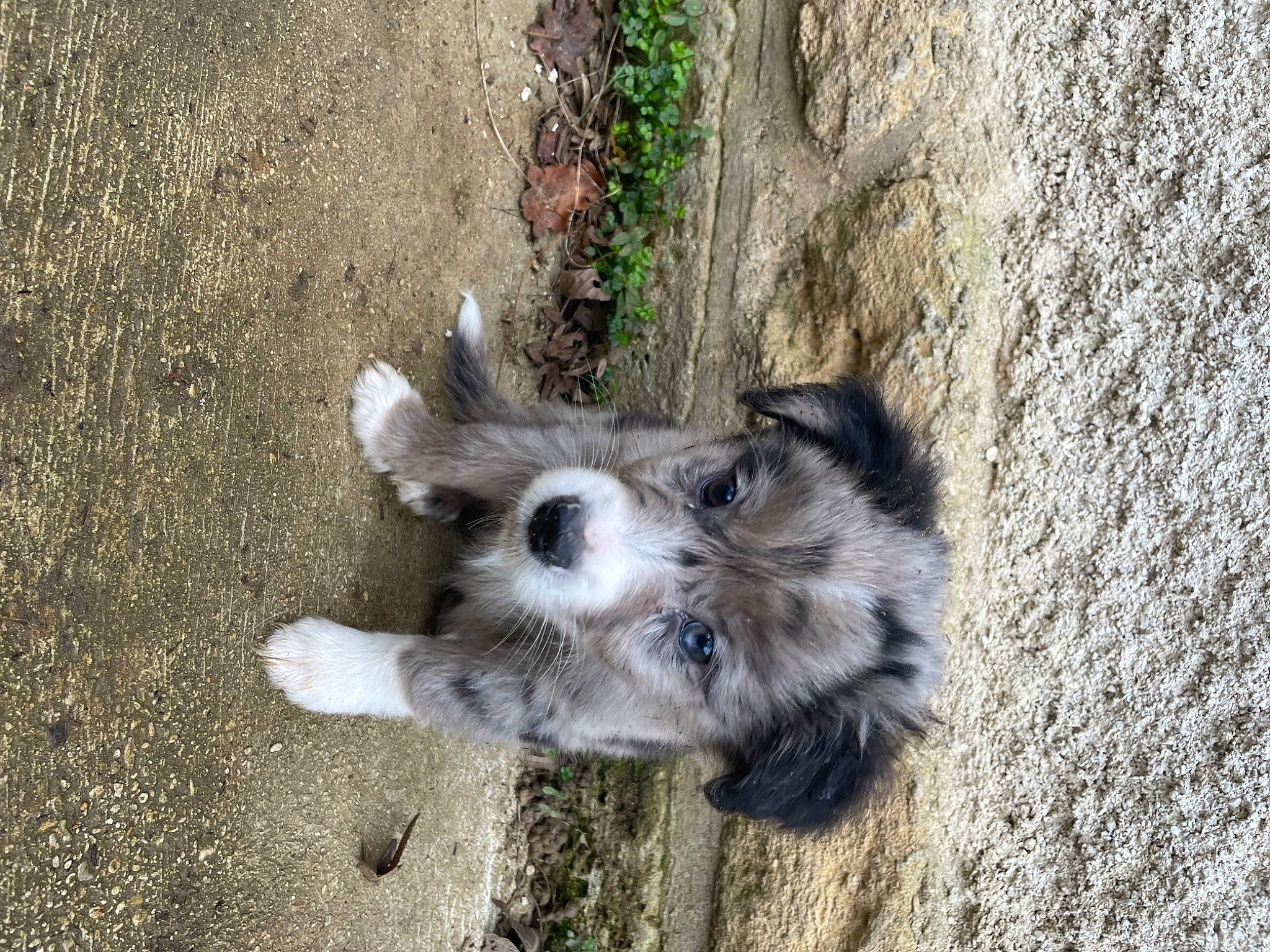 Ulyo a rejoint le concours — aidez-le/la à gagner de superbes lots ! canidae, carnivore, companion_dog, dog, dog_breed, fur, grass, paw, plant, road_surface, schnauzer, shadow, small_terrier, snout, soil, sporting_group, tail, terrier, toy_dog, working_animal