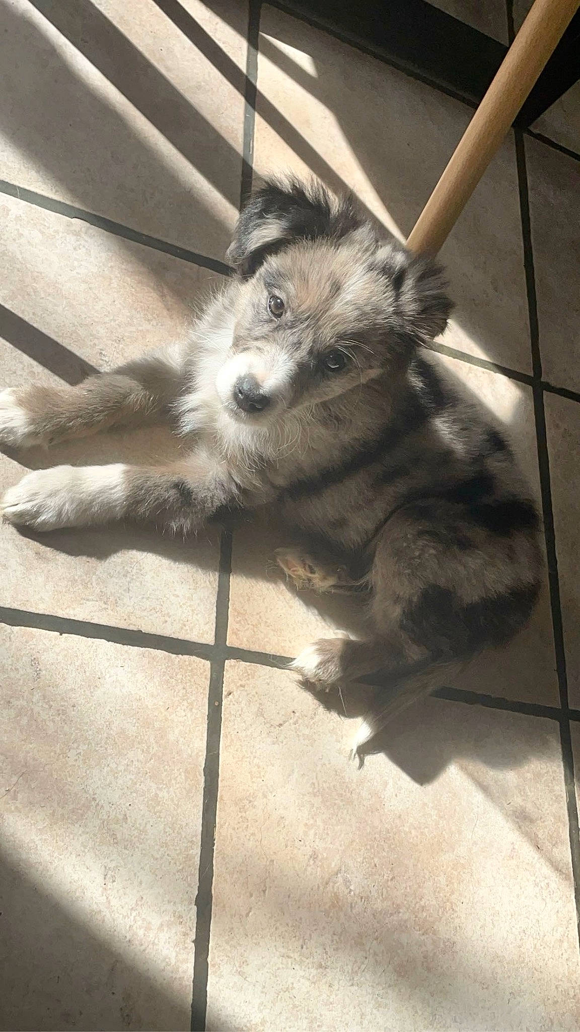 Ulyo participe au concours pour gagner de l'argent avec cette photo : carnivore, companion_dog, dog, dog_breed, fawn, felidae, flooring, fur, grey, line, paw, shadow, small_to_medium_sized_cats, snapshot, snout, tail, tints_and_shades, whiskers, wood, working_animal