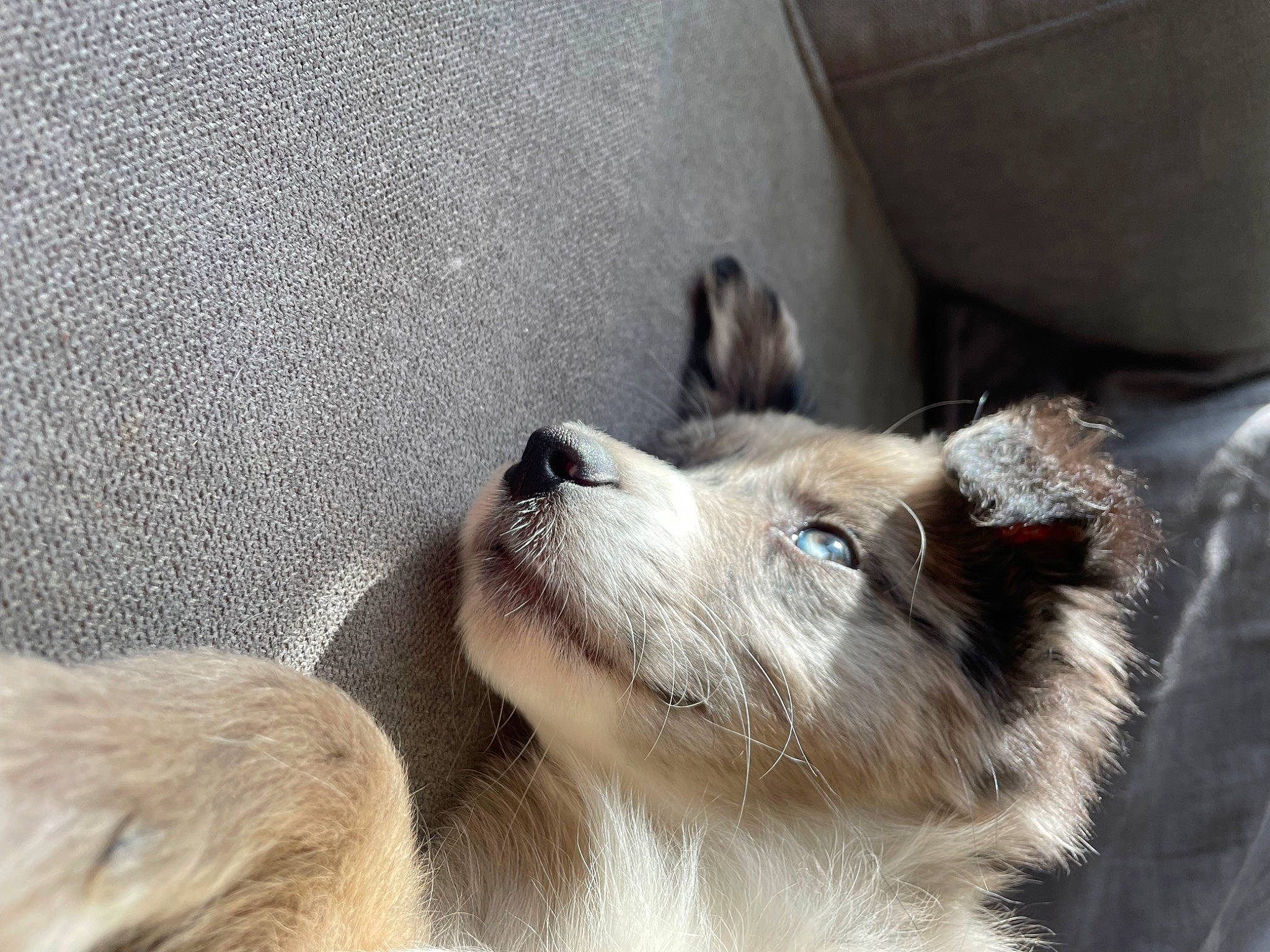 Ulyo a rejoint le concours — aidez-le/la à gagner de superbes lots ! canidae, canis, carnivore, companion_dog, dog, dog_breed, eyelash, fawn, felidae, fur, non_sporting_group, small_to_medium_sized_cats, sporting_group, terrestrial_animal, whiskers, wildlife, working_animal