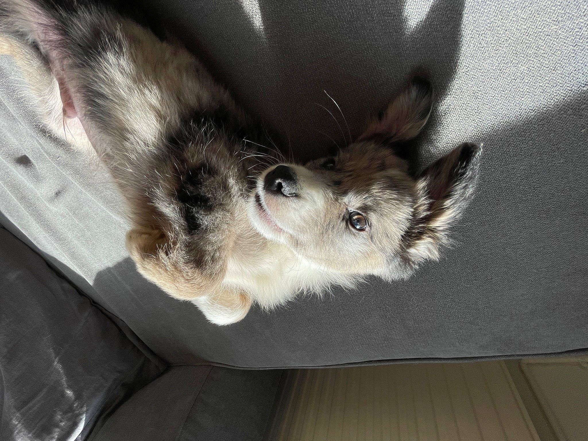 Ulyo a rejoint le concours — aidez-le/la à gagner de superbes lots ! carnivore, claw, comfort, dog_breed, domestic_short_haired_cat, ear, eye, fawn, felidae, foot, fur, gesture, grey, human_leg, paw, small_to_medium_sized_cats, snout, sporting_group, tail, whiskers