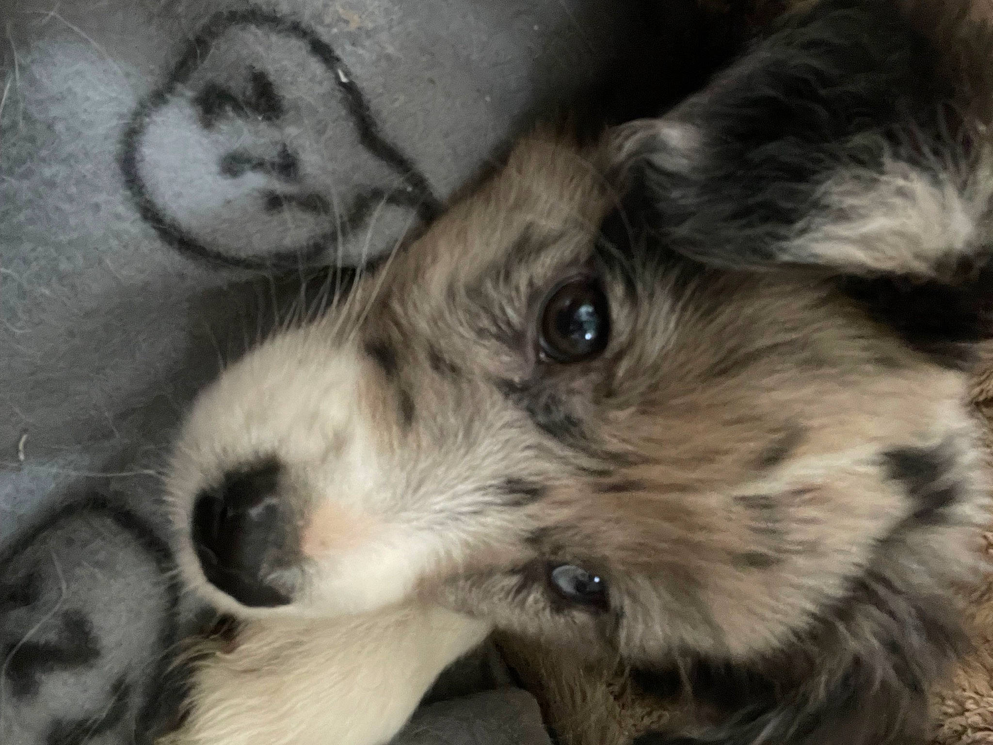 Ulyo a rejoint le concours — aidez-le/la à gagner de superbes lots ! canidae, carnivore, companion_dog, dog, dog_breed, fur, puppy_love, small_terrier, snout, sporting_group, terrestrial_animal, terrier, toy_dog, whiskers, working_animal