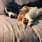 Rip is registered to the contest to win money with this photo: animal_companions, bird, black_and_white, black_fur, chick, couch, cute, dog, fluffy, home, indoor, paws, portrait, puppy, relaxed, resting, sleeping, sofa, sunlight, white_fur