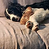 animal_companions, bird, black_and_white, black_fur, chick, couch, cute, dog, fluffy, home, indoor, paws, portrait, puppy, relaxed, resting, sleeping, sofa, sunlight, white_fur