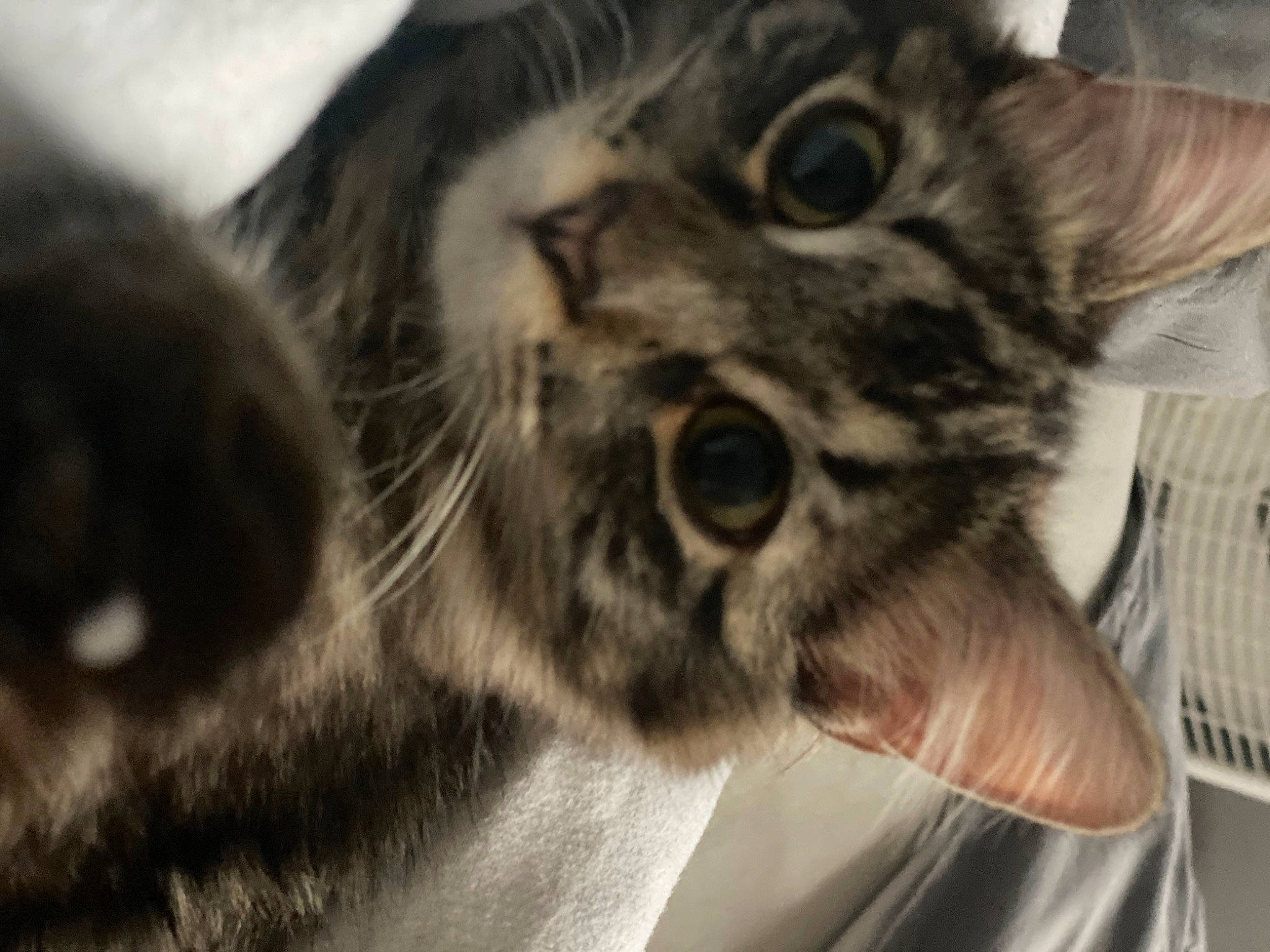 Kayla Bean is registered to the contest to win money with this photo: carnivore, cat, claw, close_up, domestic_short_haired_cat, ear, eye, fang, felidae, fur, paw, small_to_medium_sized_cats, snout, terrestrial_animal, whiskers, wildlife, yawn