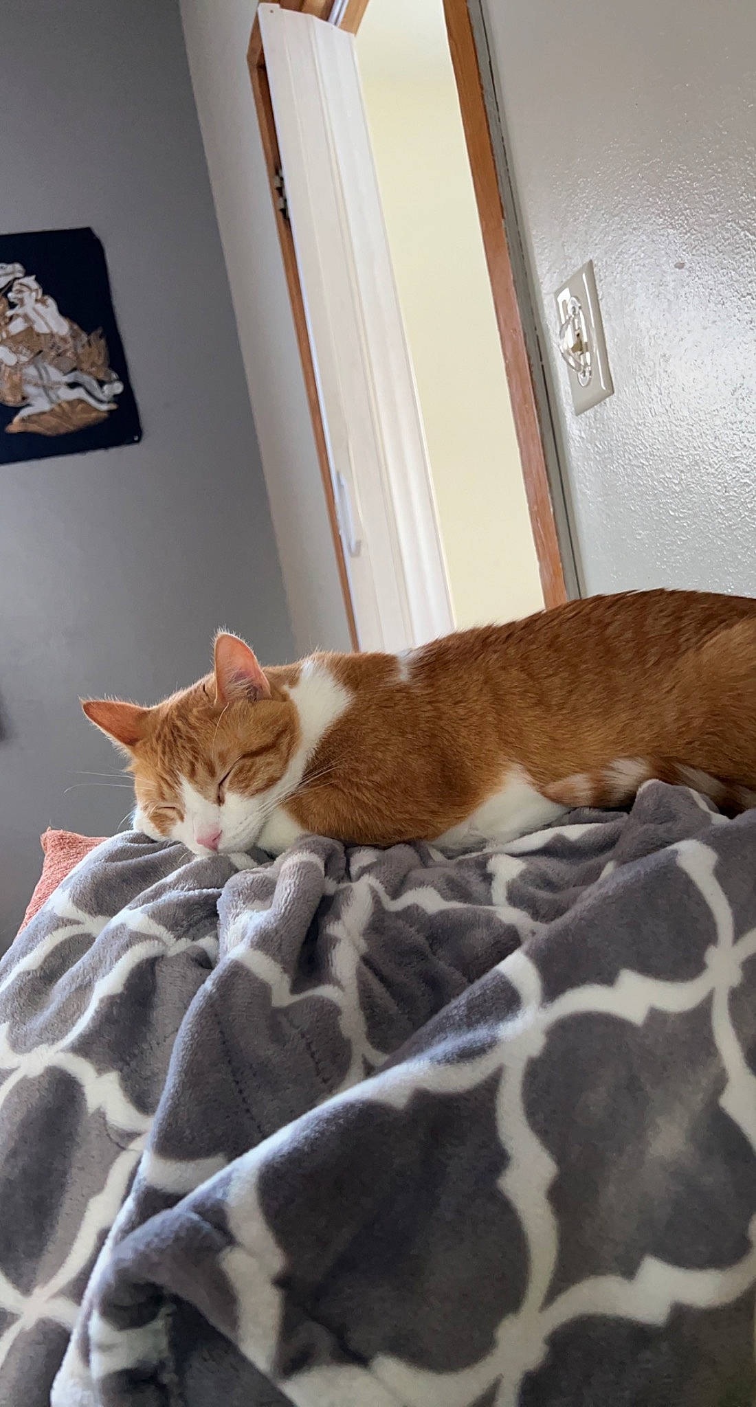 Garfield is registered to the contest to win money with this photo: bed, bedding, brown, carnivore, cat, comfort, domestic_short_haired_cat, door, fawn, felidae, floor, flooring, fur, hardwood, linens, small_to_medium_sized_cats, tail, whiskers, window, wood