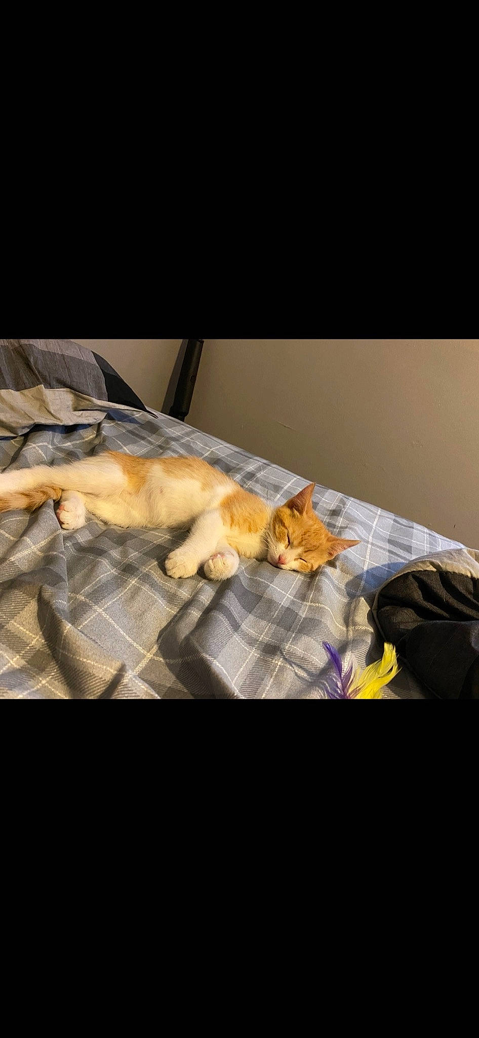 Garfield is registered to the contest to win money with this photo: canidae, carnivore, cat, comfort, companion_dog, couch, felidae, fur, linens, luggage_and_bags, mammal, metal, nap, paw, photo_caption, room, sitting, small_to_medium_sized_cats, tail, whiskers