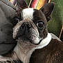 Supergirl Aka Kara is registered to the contest to win money with this photo: boston_terrier, dog, close_up, pet, animal, resting, couch, blanket, striped_blanket, indoor, fur, ears, face, whiskers, brown_and_white, cute, looking, relaxed, companion, domestic