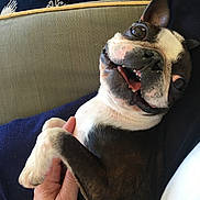Supergirl Aka Kara joined the competition — help win amazing prizes! dog, boston_terrier, pet, paw, hand, couch, indoor, smiling, lying_down, black_and_white, fur, close_up, happy, animal, domestic_animal, resting, carpet, person, holding, cozy