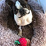 Supergirl Aka Kara joined the competition — help win amazing prizes! boston_terrier, dog, pet, toy, strawberry_toy, dog_bed, fluffy_bed, indoor, curious, looking_up, small_dog, brown_and_white, canine, animal, companion, cute, playful, resting, floor, home