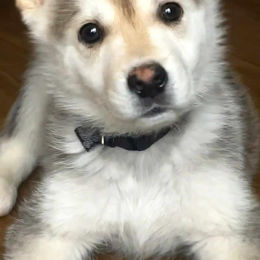 Rocky participe au concours pour gagner de l'argent avec cette photo : animal, brown, canine, close_up, collar, cute, dog, domestic_animal, ears, face, fluffy, fur, indoor, looking, lying_down, pet, puppy, white, wooden_floor, young