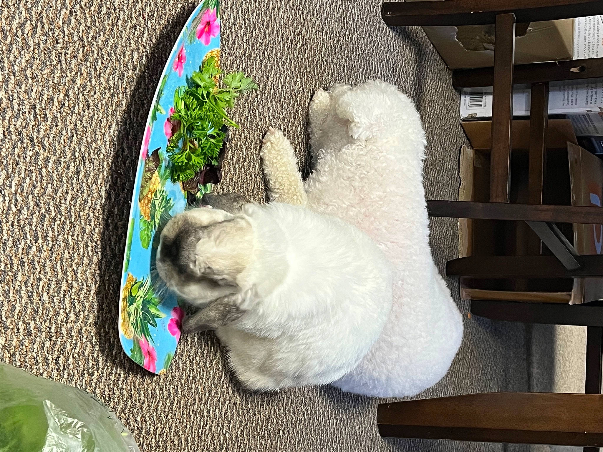 Baylee is registered to the contest to win money with this photo: art, circle, companion_dog, fashion_accessory, fawn, felidae, fur, glass, grass, paw, room, small_to_medium_sized_cats, sporting_group, stuffed_toy, tableware, tail, toy, whiskers, wood, wool