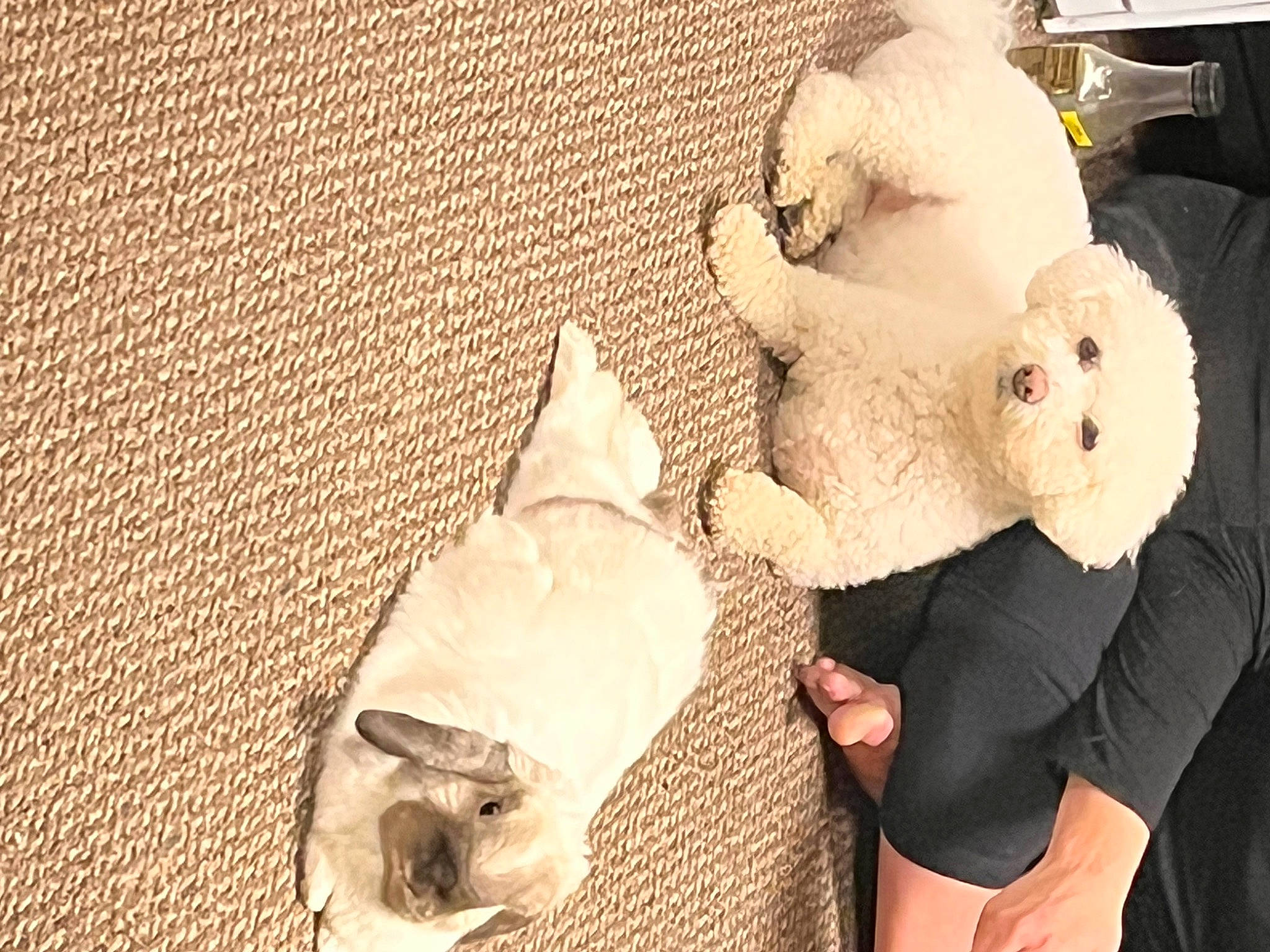 Baylee joined the competition — help win amazing prizes! comfort, companion_dog, door, fawn, fur, linens, plush, room, sheep, snout, stuffed_toy, teddy_bear, textile, toy, tree, wheel, wood, wool, working_animal, wrinkle