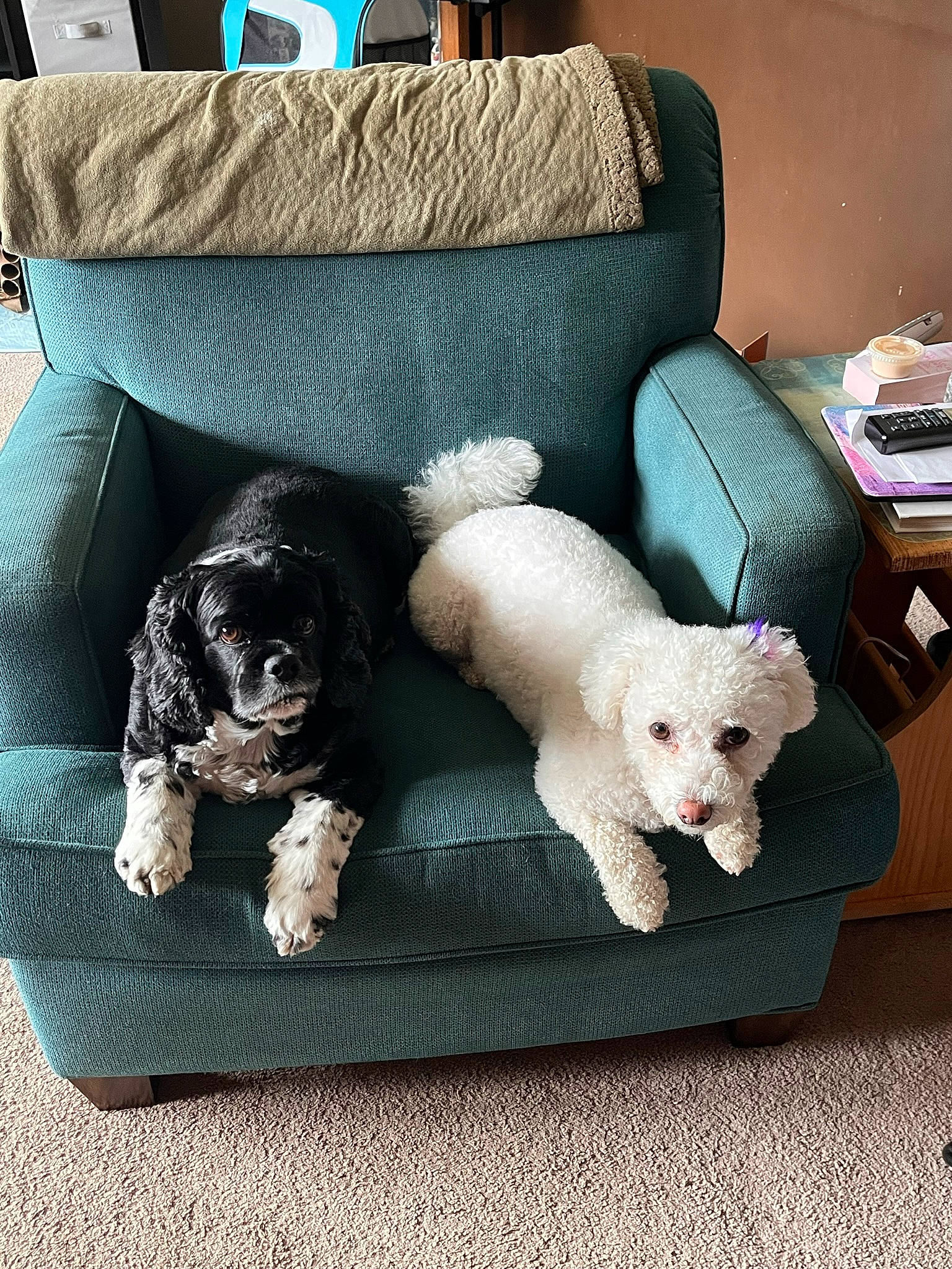Baylee is registered to the contest to win money with this photo: canidae, carnivore, comfort, companion_dog, couch, dog, dog_breed, dog_supply, fawn, fur, mammal, pattern, pet_supply, pillow, sporting_group, studio_couch, tail, toy_dog, vertebrate, working_animal