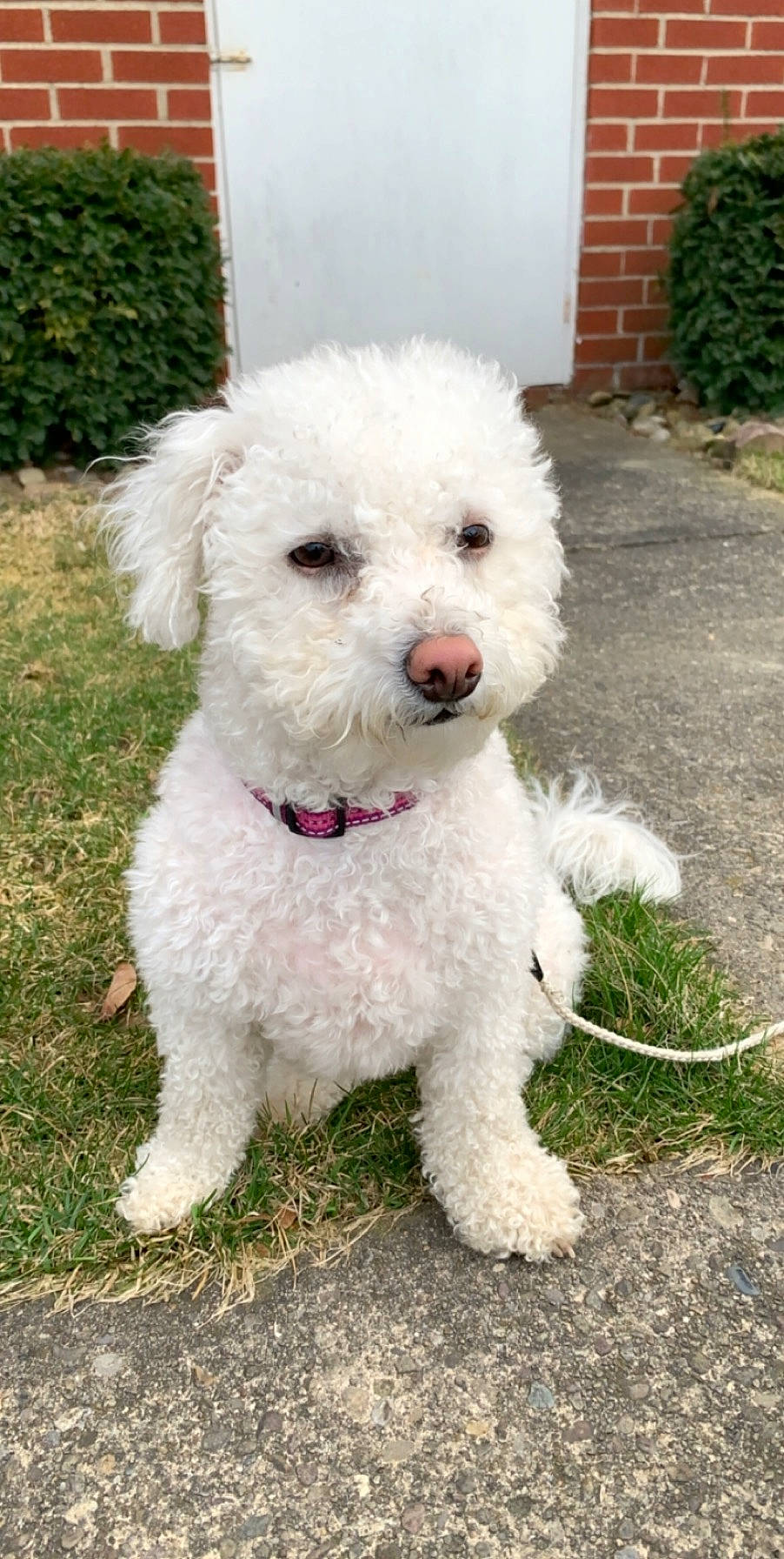Baylee is registered to the contest to win money with this photo: canidae, carnivore, collar, companion_dog, dog, dog_breed, dog_collar, door, grass, maltepoo, plant, poodle, poodle_crossbreed, puppy, snout, sporting_group, terrier, toy_dog, water_dog, working_animal