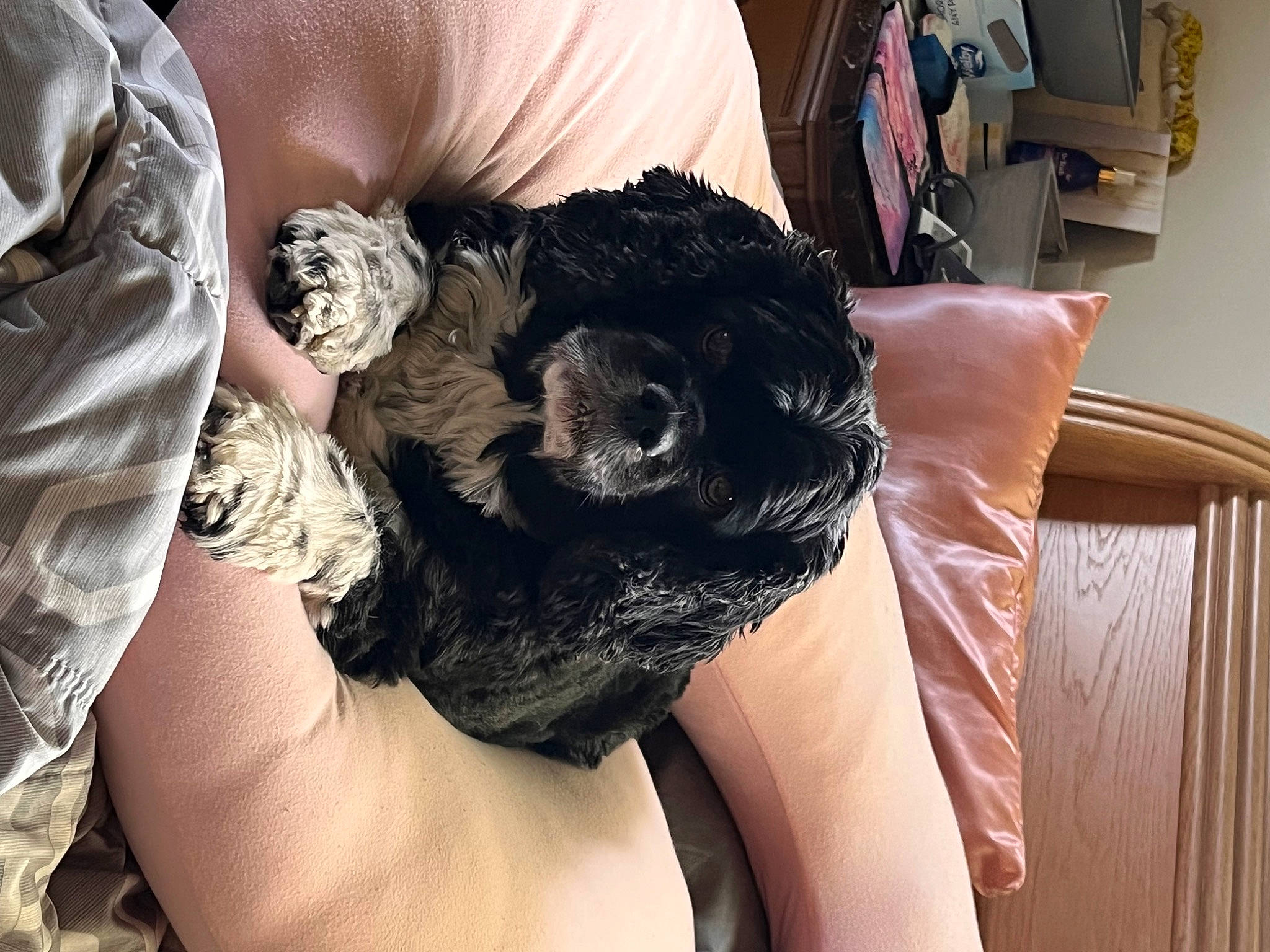 Prince is registered to the contest to win money with this photo: carnivore, claw, comfort, companion_dog, dog, dog_breed, dress, felidae, finger, flesh, fur, human_leg, nail, paw, sporting_group, thigh, thumb, toy_dog, wool, wrist