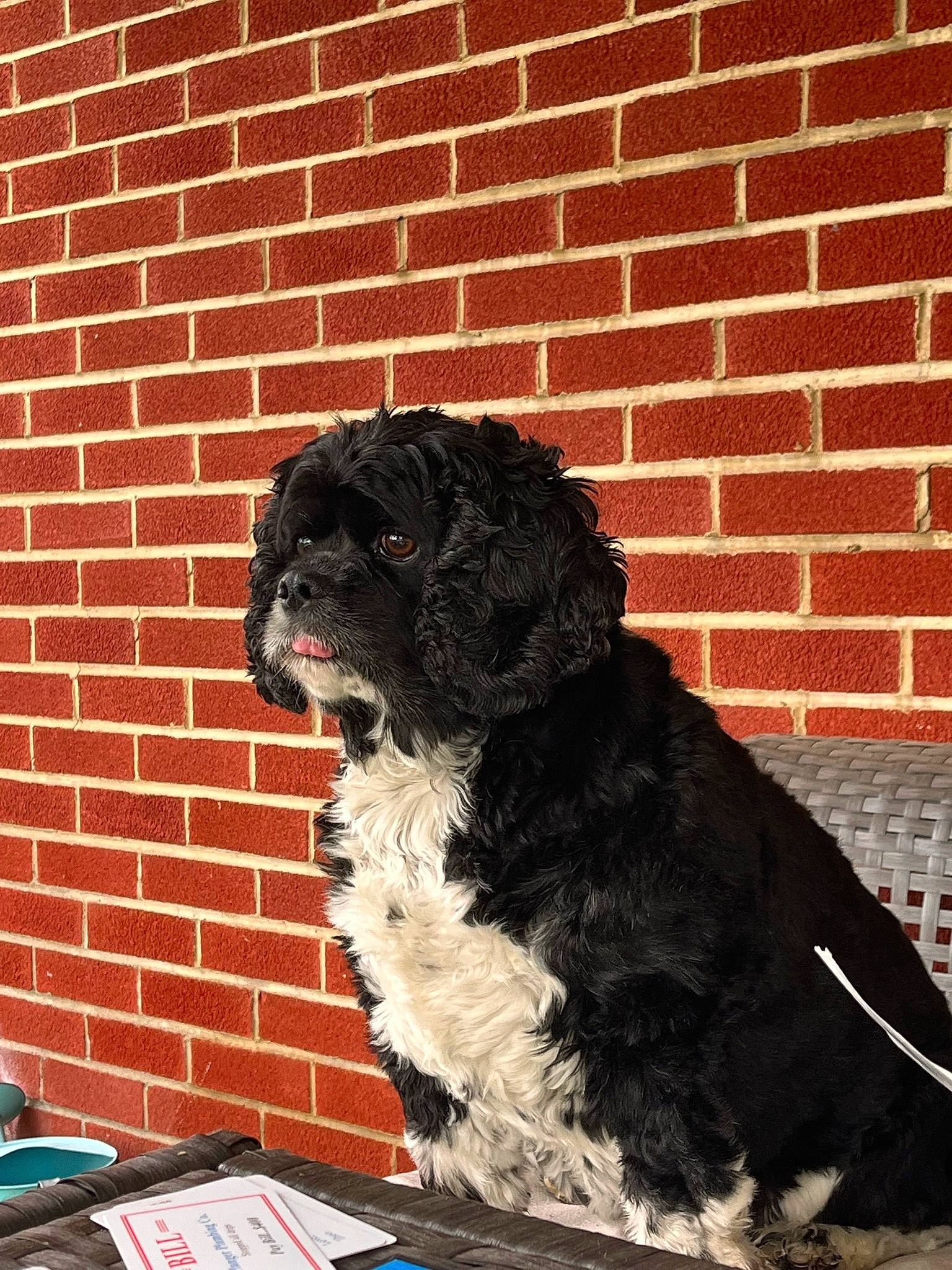 Prince joined the competition — help win amazing prizes! ancient_dog_breeds, art, automotive_exterior, automotive_tire, brick, brickwork, canidae, carnivore, companion_dog, dog, dog_breed, fur, mortar, snout, sporting_group, tail, tints_and_shades, vehicle_door, working_animal, working_dog