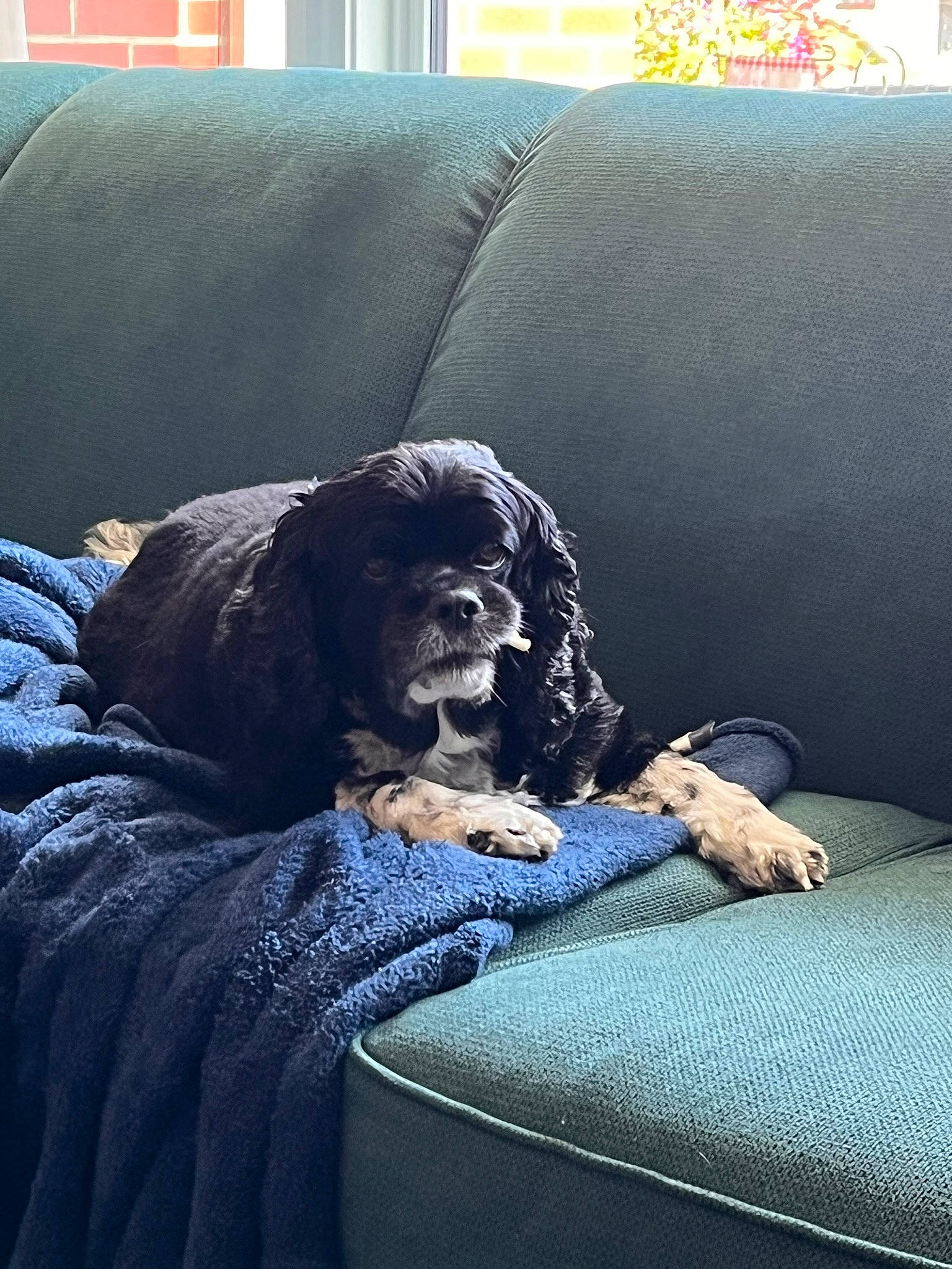 Prince joined the competition — help win amazing prizes! bored, canidae, carnivore, comfort, companion_dog, couch, dog, dog_breed, electric_blue, fur, gun_dog, living_room, room, sitting, sporting_group, tints_and_shades, working_animal, working_dog