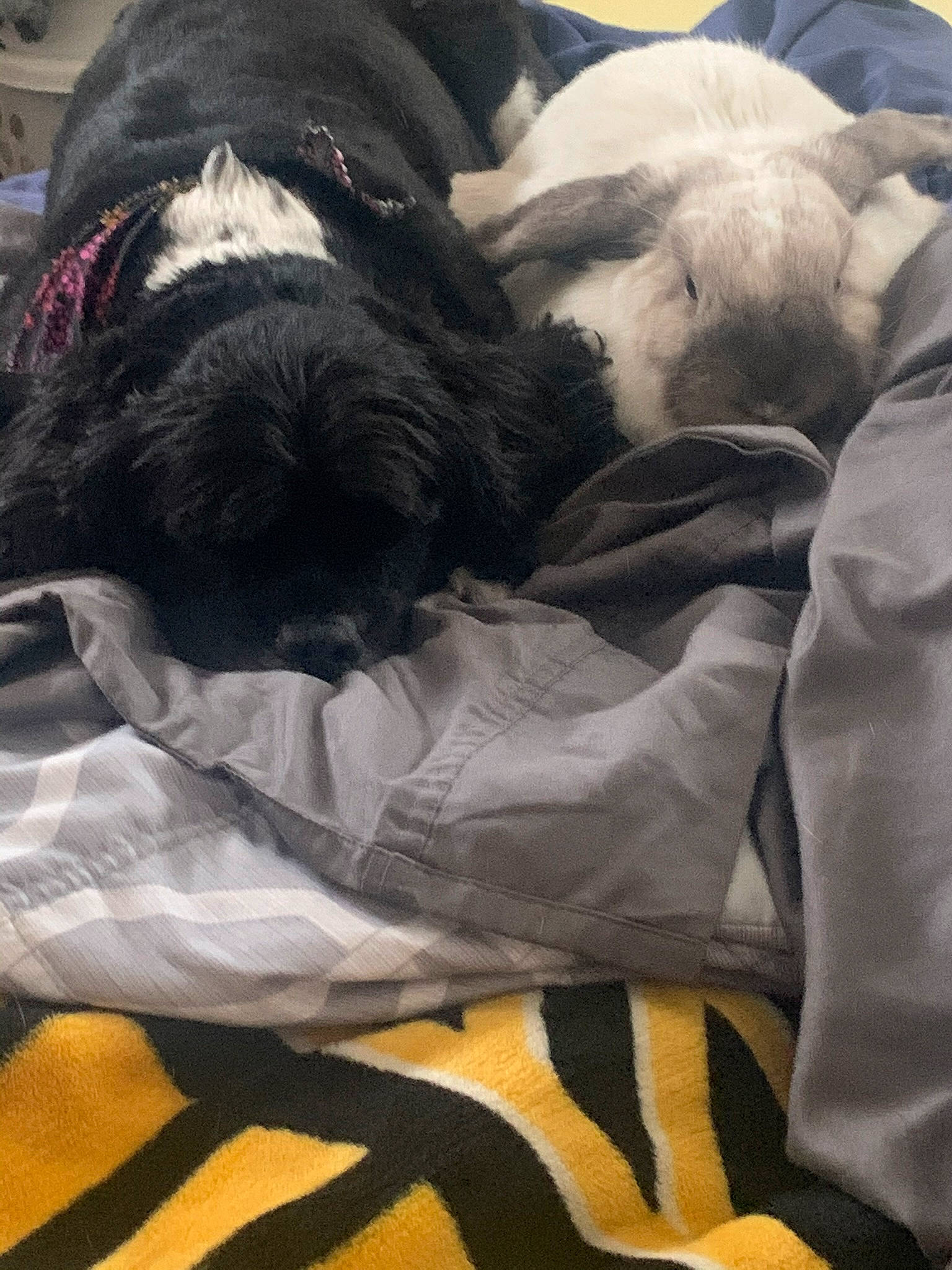 Prince joined the competition — help win amazing prizes! bed, bedding, canidae, carnivore, cloud, comfort, companion_dog, dog, dog_breed, duvet, fawn, felidae, fur, grey, linens, nap, sporting_group, tail, textile, toy_dog