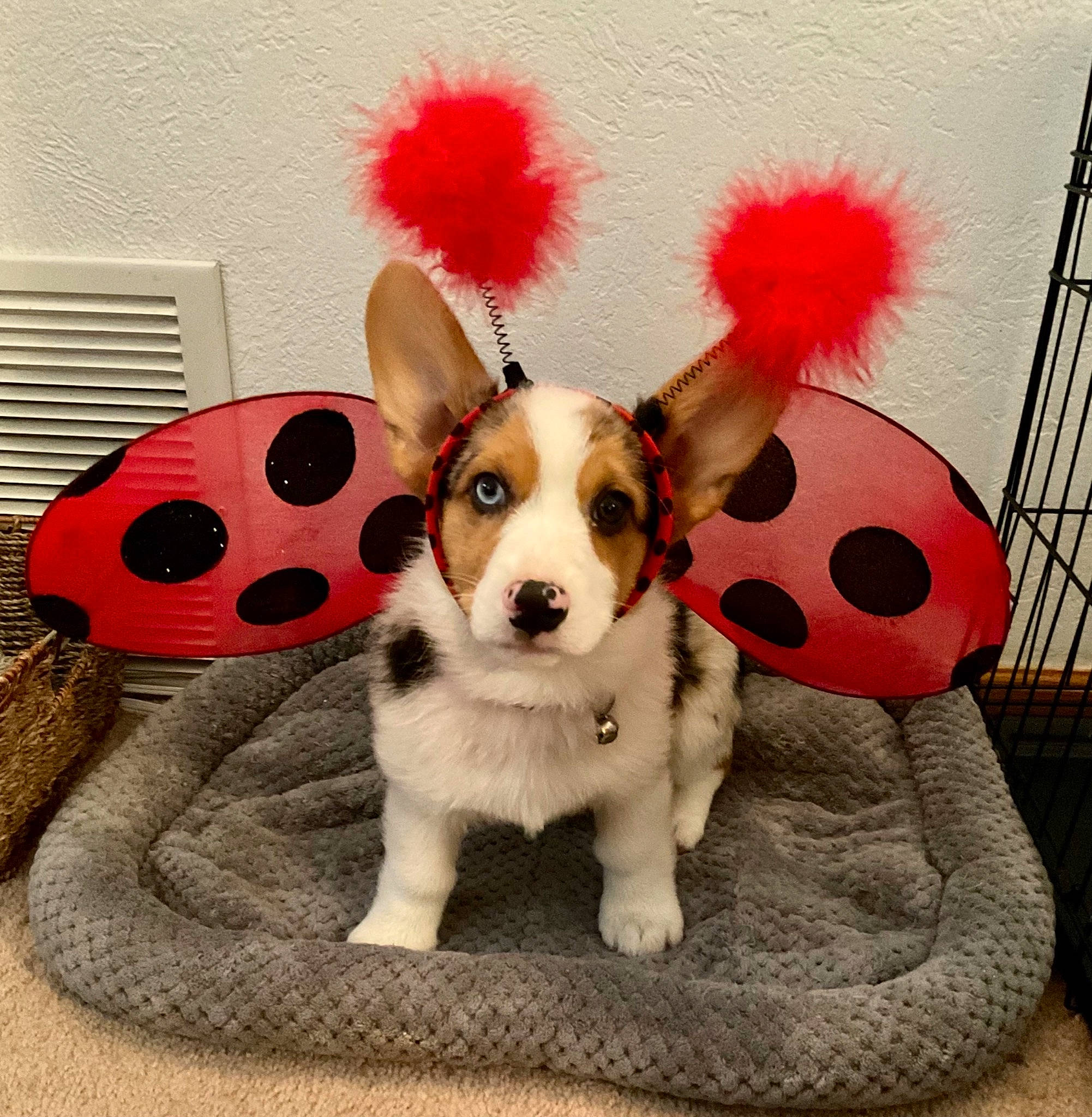 Merlot joined the competition — help win amazing prizes! carnivore, comfort, companion_dog, couch, design, dog, dog_bed, dog_breed, dog_supply, fawn, flooring, fur, pattern, pet_supply, pillow, plaid, snout, tartan, toy, toy_dog