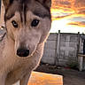Roxy participe au concours pour gagner de l'argent avec cette photo : animal, architecture, building, canine, dog, eskimodog, husky, nature, outdoors, path, pet, puppy, shelter, sky, snout, snow, sunset, walkway, whitedog, wolf