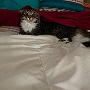 Kya is registered to the contest to win money with this photo: animal, bed, blanket, cat, comfort, cozy, curious, cute, domestic, feline, fur, home, indoor, pet, pillow, relaxing, resting, sleepy, tabby, whiskers