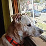 dog, window, orange_collar, indoor, side_profile, screen, light, fur, pet, looking_out, reflection, daylight, wooden_window_frame, quiet, calm, animal, domestic, closeup, nose, ears