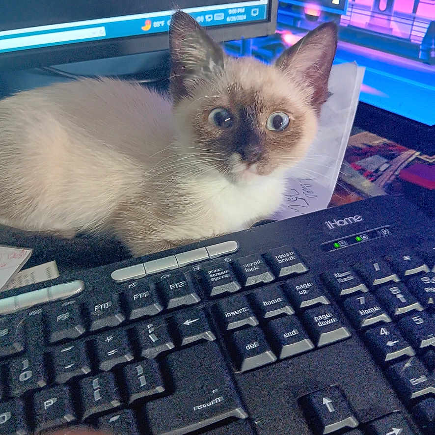 Chloe is registered to the contest to win money with this photo: cat, close_up, computer, curious, cute, desk, electronics, feline, home, indoor, keyboard, kitten, monitor, pet, screen, siamese, technology, wide_eyes, workspace, young_animal