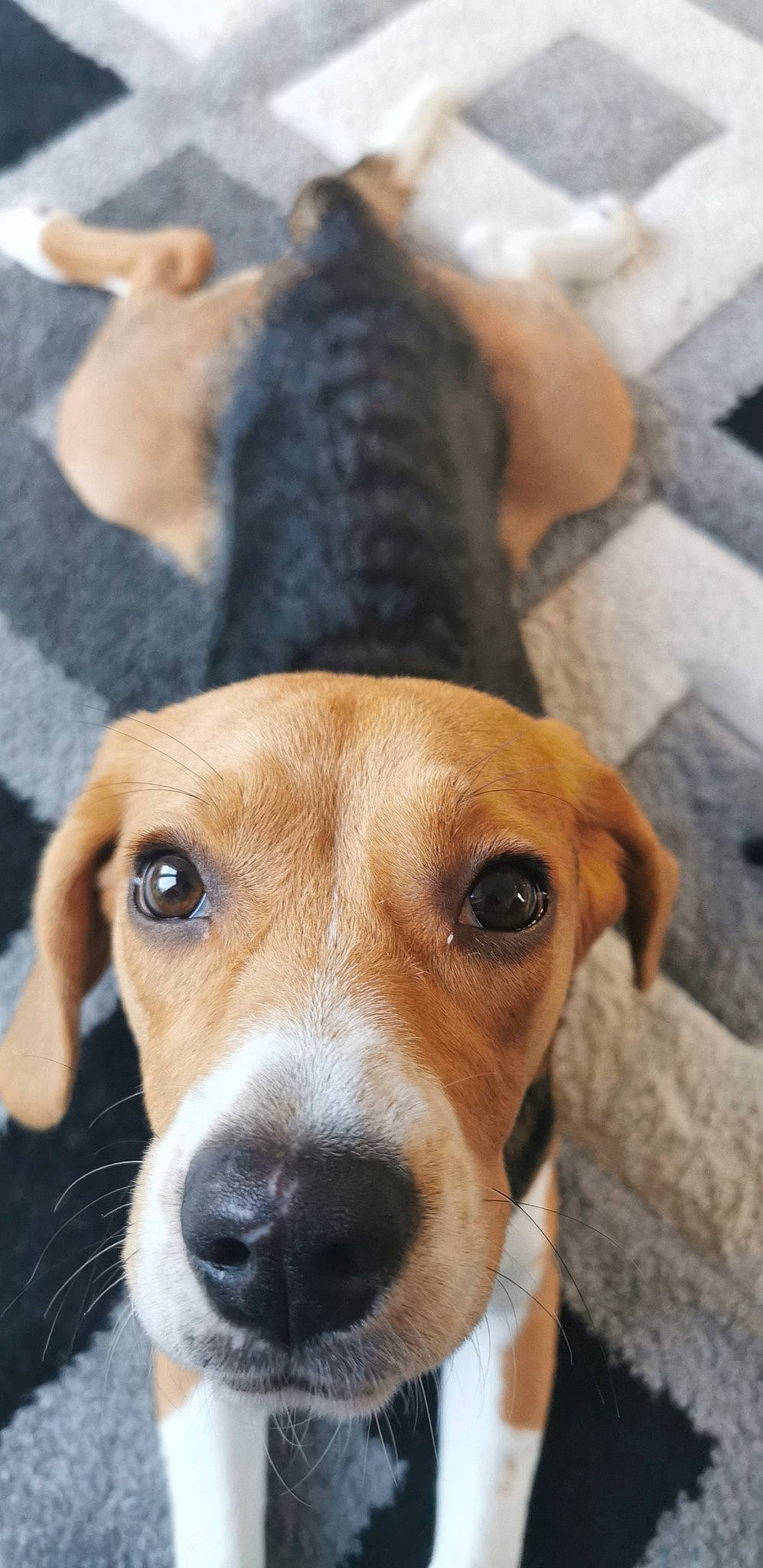 Sacha participe au concours pour gagner de l'argent avec cette photo : ancient_dog_breeds, beagle, canidae, carnivore, collar, companion_dog, dog, dog_breed, fawn, finnish_hound, fur, hound, hunting_dog, pet_supply, puppy, scent_hound, snout, sporting_group, whiskers, working_animal