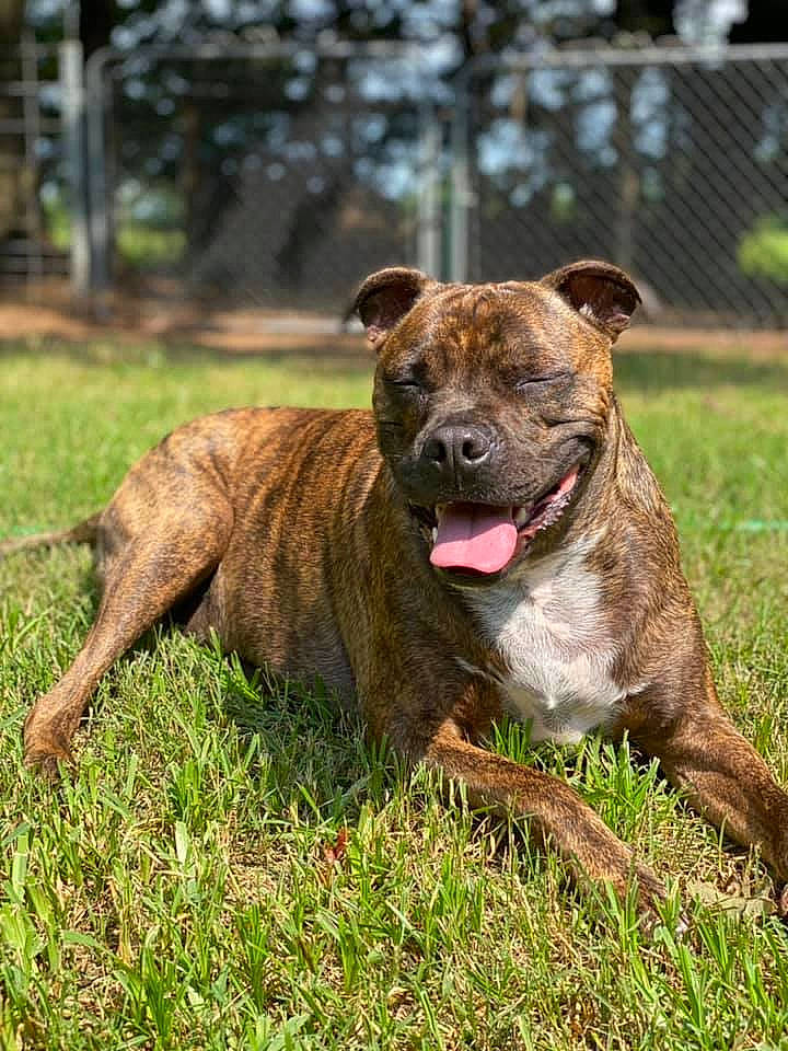 Charlie joined the competition — help win amazing prizes! bulldog, canidae, carnivore, collar, companion_dog, dog, dog_breed, dog_collar, fawn, grass, liver, molosser, plant, sporting_group, terrestrial_animal, tree, whiskers, working_animal, working_dog, wrinkle