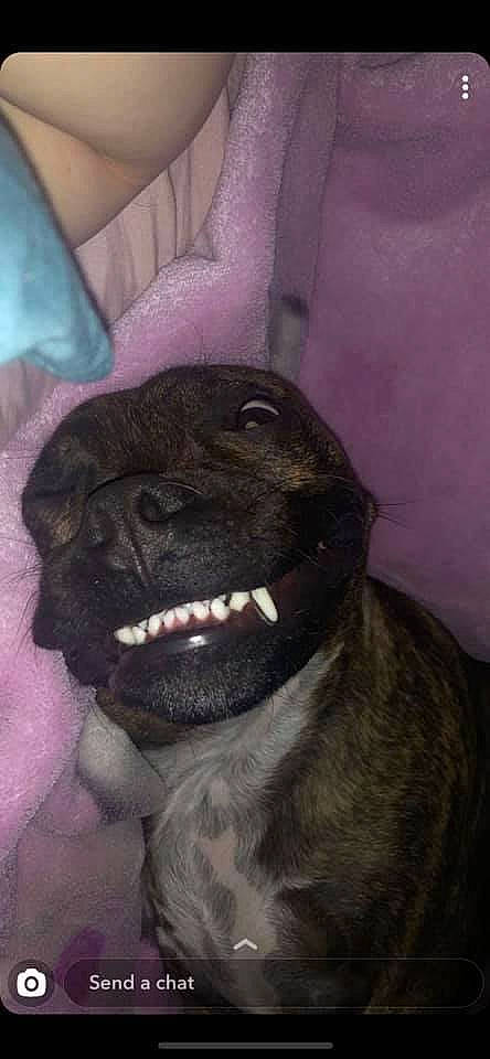 Charlie joined the competition — help win amazing prizes! canidae, carnivore, companion_dog, dog, dog_breed, ear, fawn, fur, grey, jaw, liver, magenta, pug, smile, snout, sporting_group, terrestrial_animal, whiskers, working_animal, wrinkle