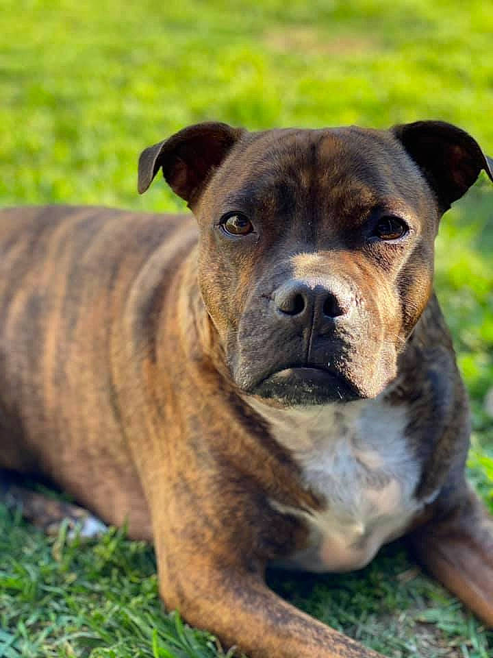 Charlie joined the competition — help win amazing prizes! ancient_dog_breeds, canidae, carnivore, companion_dog, dog, dog_breed, fawn, grass, molosser, non_sporting_group, plant, snout, sporting_group, terrestrial_animal, whiskers, working_animal, working_dog, wrinkle