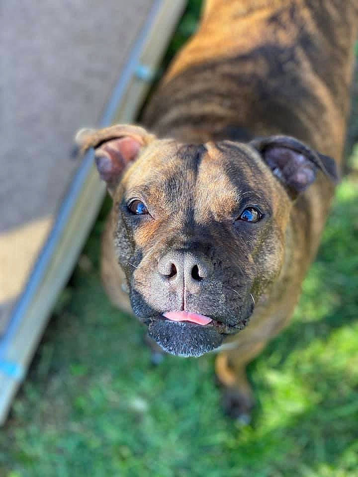 Charlie is registered to the contest to win money with this photo: ancient_dog_breeds, canidae, carnivore, collar, companion_dog, dog, dog_breed, dog_collar, fawn, grass, guard_dog, house, molosser, snout, sporting_group, terrestrial_animal, whiskers, working_animal, working_dog, wrinkle