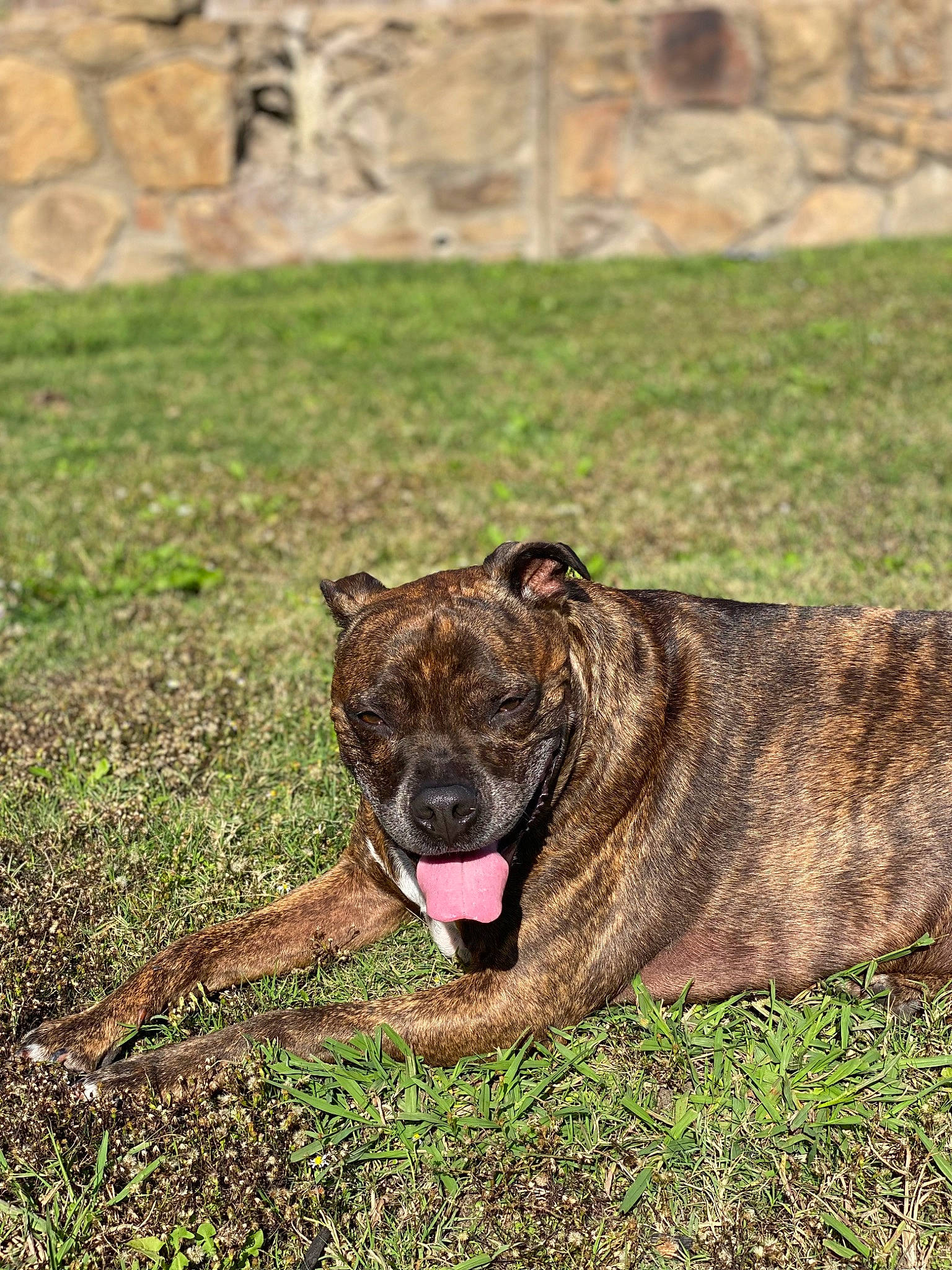 Charlie is registered to the contest to win money with this photo: canidae, carnivore, collar, companion_dog, dog, dog_breed, dog_collar, dogo_sardesco, grass, guard_dog, non_sporting_group, snout, soil, sporting_group, terrestrial_animal, treeing_tennessee_brindle, working_animal, working_dog, wrinkle